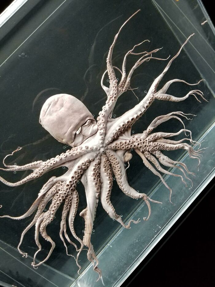 Una rara mutación que hace que los tentáculos del pulpo se ramifiquen
