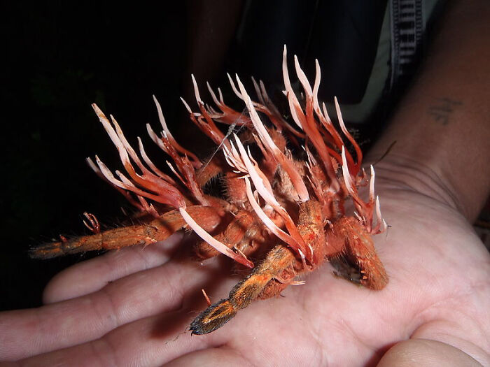 Tarántula infectada con cordycipitáceas
