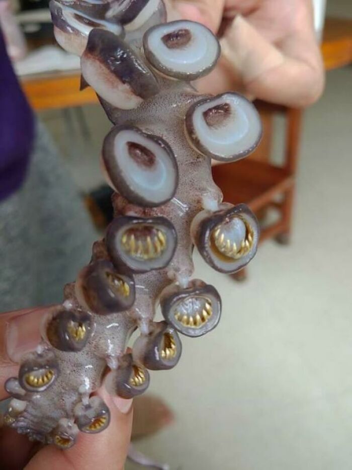 Dientes en las ventosas de un calamar
