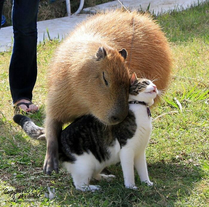 Los carpinchos son animales sociales que se llevan bien con una gran variedad de otros animales, como gallinas, patos, perros, gatos, llamas, conejos y tortugas