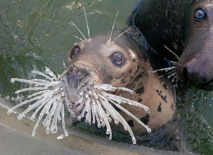 Foca rusa normal