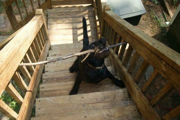 Mi perro estaba muy angustiado por esto