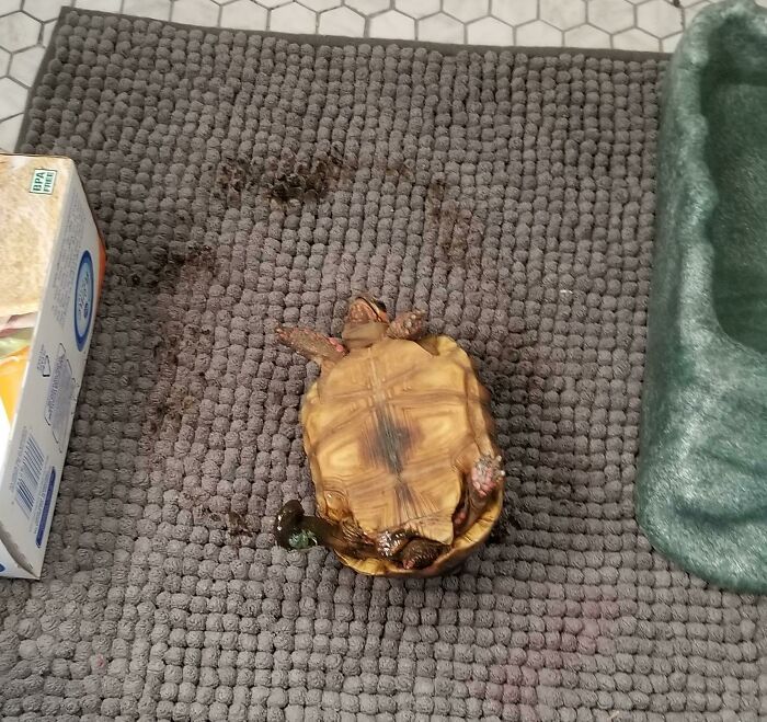 Llegué y encontré a mi tortuga así. Juntando las pistas, parece que se hizo caca, se le pegó en la pata, corrió en círculos tratando de quitársela y se dio la vuelta