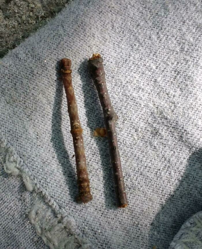 Una es una ramita, la otra es una larva de polilla