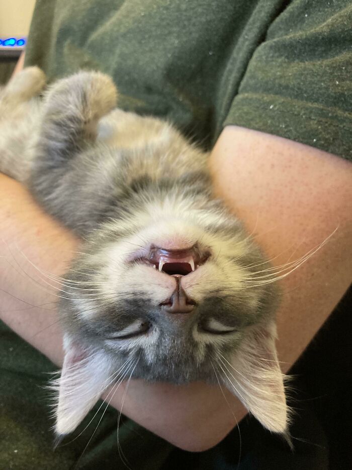Es mi tercer día con este pequeñín y creo que es seguro decir que es un muchacho feliz