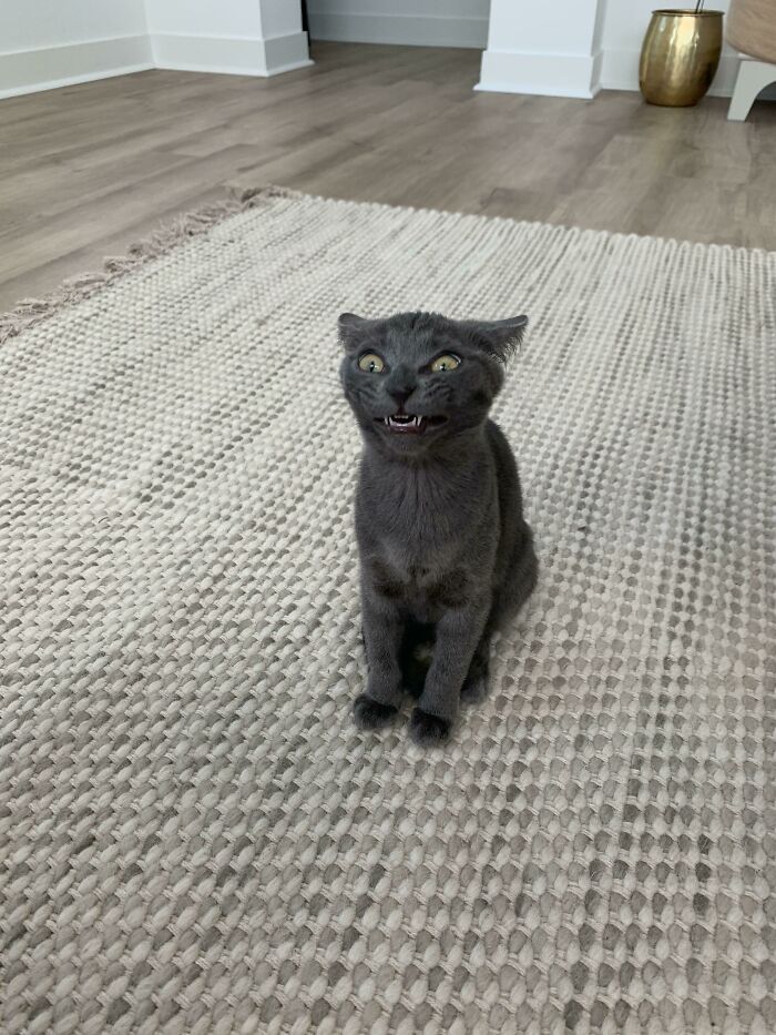 ¿Cuenta mi gato estornudando?