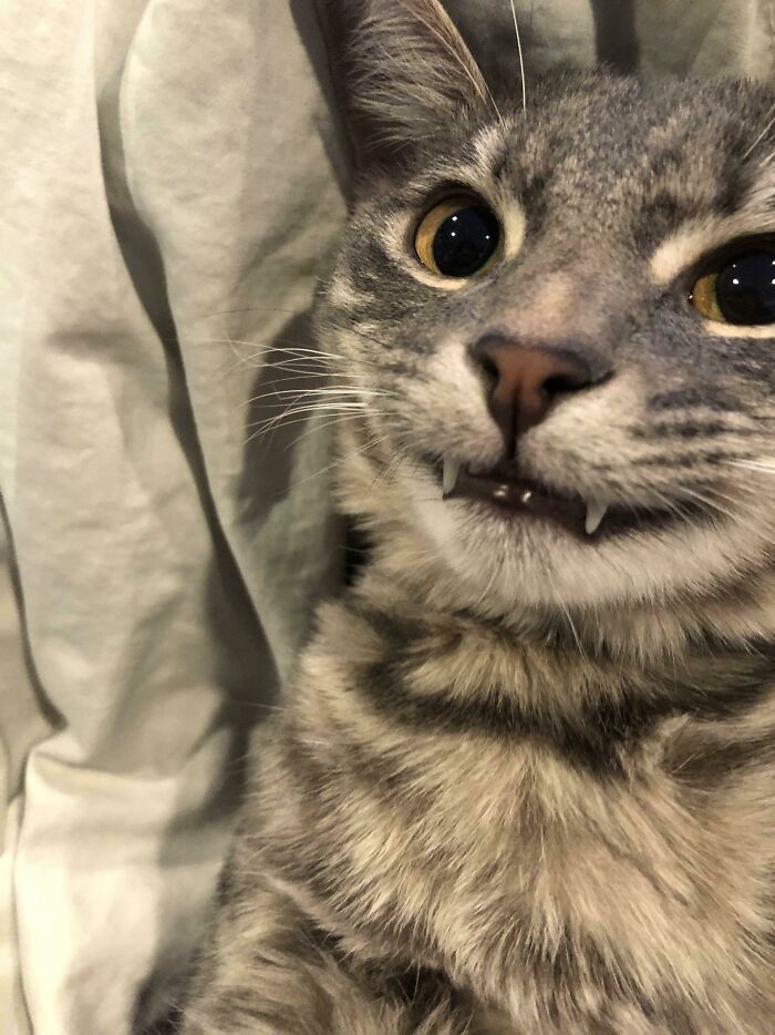 Ayer compartí a un gatito vampiro y ¡se volvió tan popular que tengo que mostrarles a su hermana!