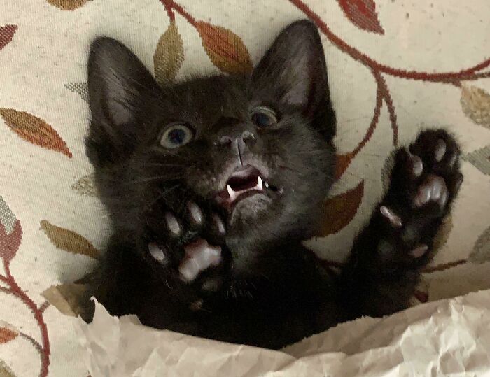 Me dijeron que esto les gustaría. Aquí tienen al pequeño Echo… Sí, está jugando dentro de una bolsa de papel