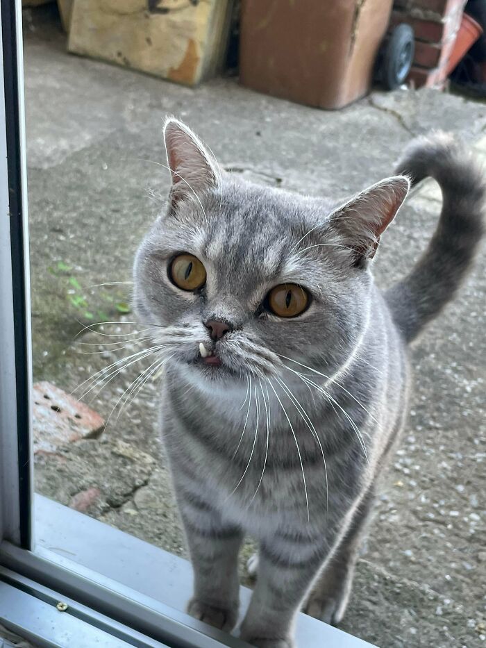 El gato de mi vecino vino a mostrarnos su dientecito