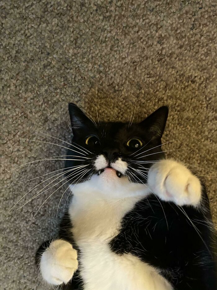 Me dijeron que publicara aquí a mi gato de pelea