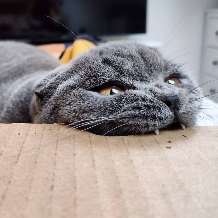 ¡Mira mis dientecitos! ¿Gato tiburón o gato serpiente?