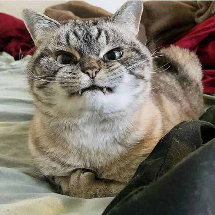 ¡Gatito vampiro!