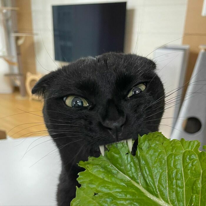Meonji y su hoja con dientecitos