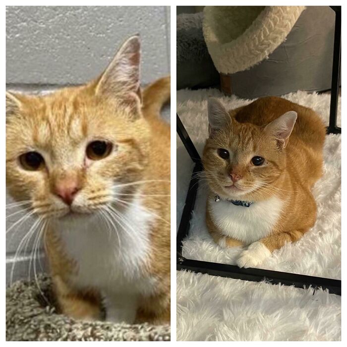 La foto de la izquierda es de hace 5 días antes de que lo adoptara. La derecha es de hoy. Soy tan afortunada de haberlo adoptado, es el gato más dulce y cariñoso y estoy agradecida de tenerlo