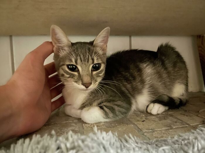 Conoced a Pearl, acabamos de adoptarla