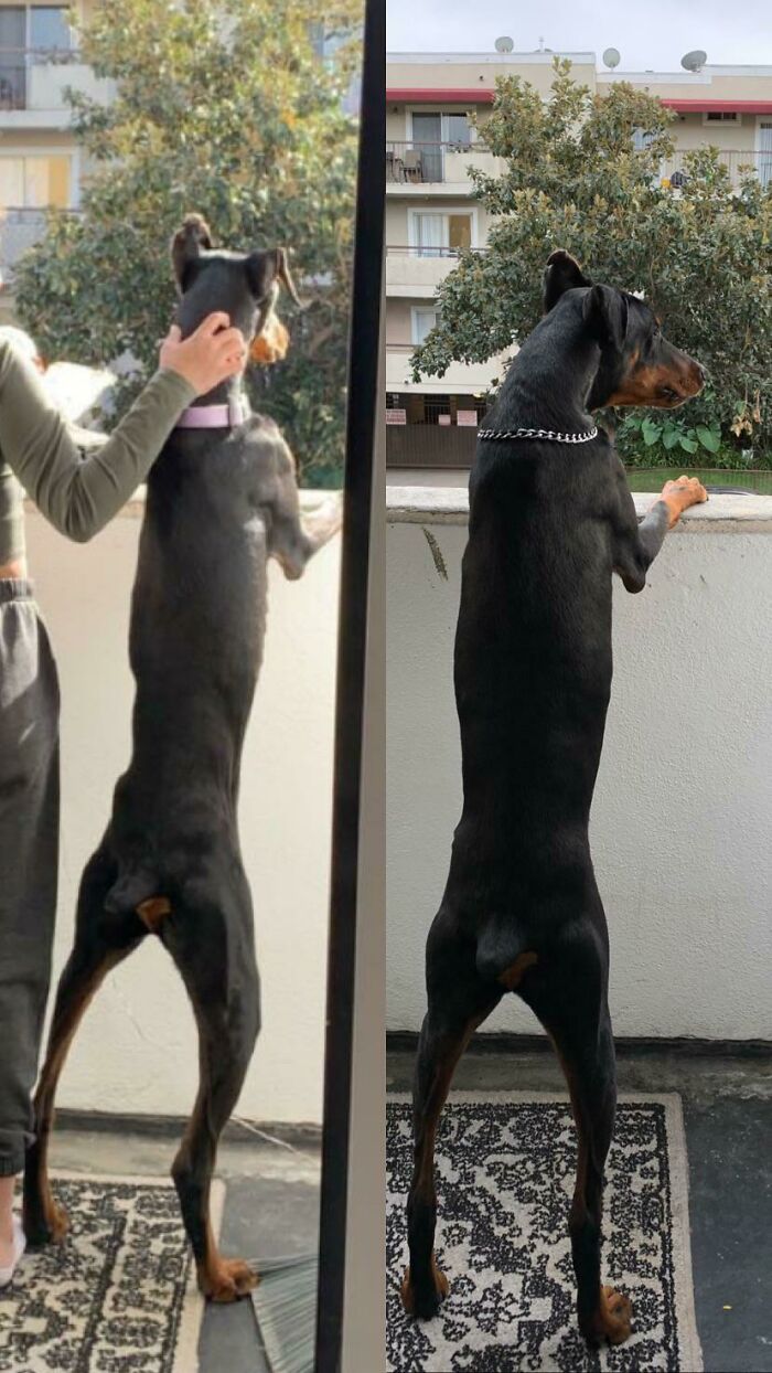 Cuando adoptamos a nuestro perro por primera vez hace unas semanas vs. hoy. ¡Ahora es un chico más fuerte!