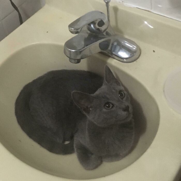 Mi bebé salvaje que adopté de mi patio trasero
