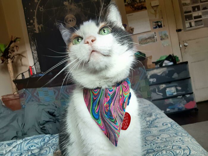 ¡Acabo de adoptar a esta señora mayor! Es la primera gata que he tenido y también la más dulce que he conocido. Apreciamos los gatos mayores