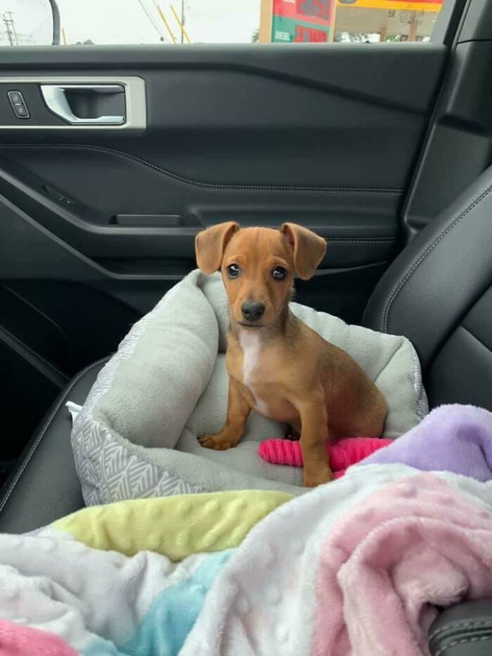 Mi primo acaba de adoptar a este pequeño cachorro. Os presento a Lulú