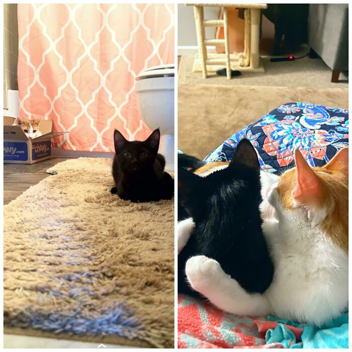 Poe y Kylo en el primer día de la adopción de Kylo vs. una semana después de la adopción