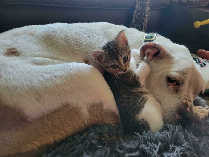 Mi compañero me preguntó si podía adoptar a un gato callejero, pero mi perro terminó haciendo la adopción