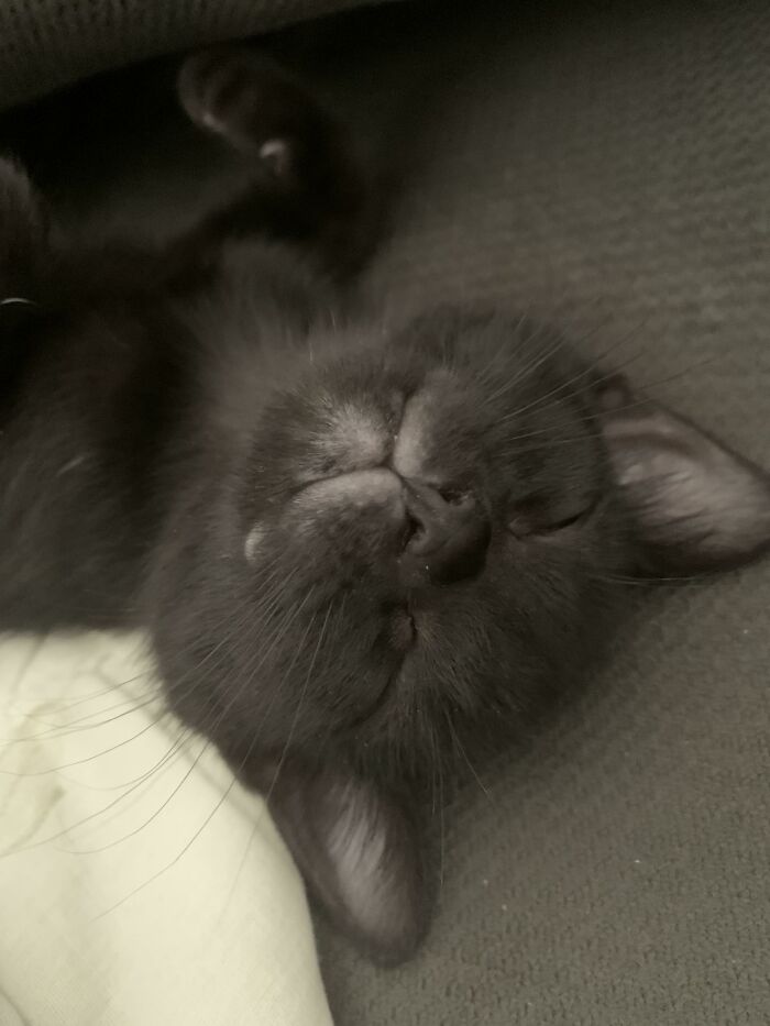 Ayer adoptamos a este pequeñín y me hace sentir muy bien. ¡Por fin en casa!
