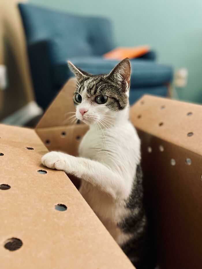 La reacción de mi nuevo gato ante su hogar definitivo
