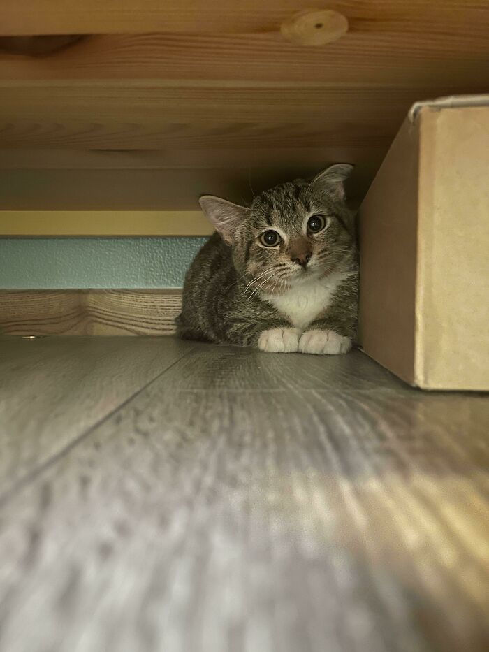 Hoy he adoptado una gatita. Su nombre es Loki, está súper asustada, pero es muy linda