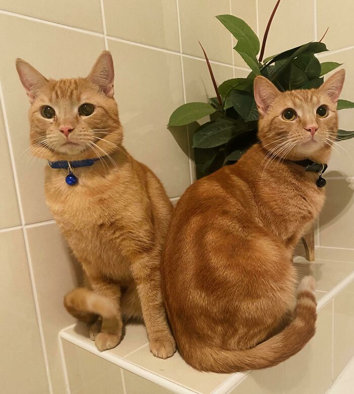Acabamos de adoptar a estos dos dulces hermanos. Nuestro hijo de 2,5 años eligió los nombres... os presento a T-Rex y Cardboard