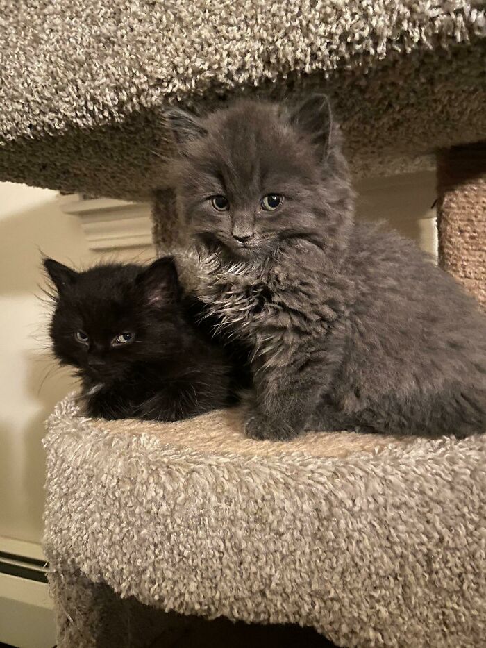 Adoptamos a estos dos, los conocimos el jueves por primera vez