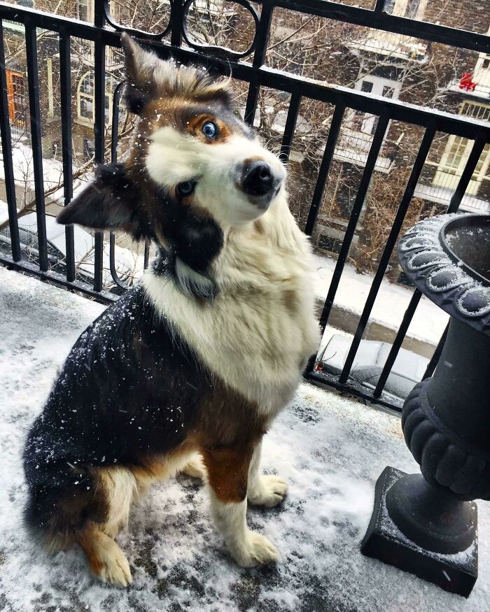 Katara. Perra de pura raza, rescatada y adoptada en Montreal. Por supuesto, nosotros somos los afortunados