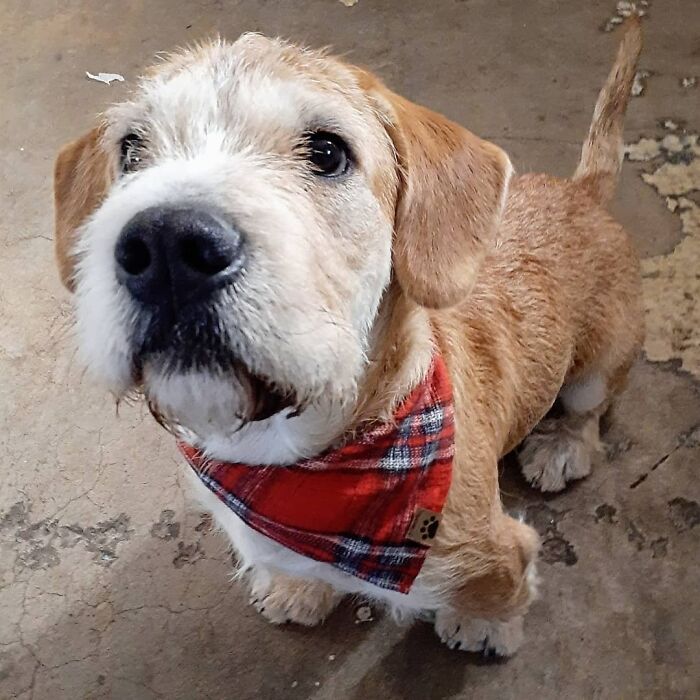 Mi recién adoptado Angus está muy elegante