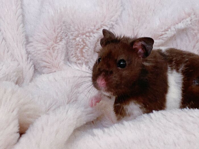 Adopté a este pequeño el otro día, es un verdadero encanto