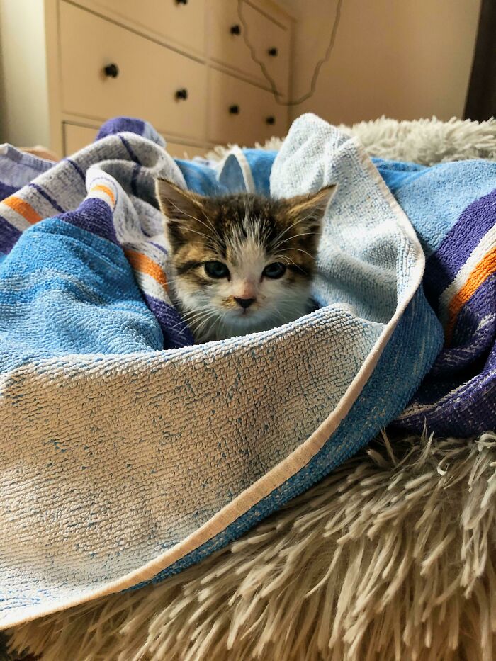 Gato ilegalmente pequeño que nos adoptó ayer