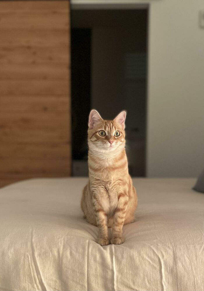 Acabo de adoptarla y creo que se está adaptando bien