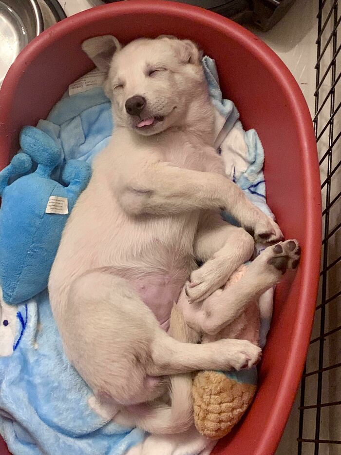 He adoptado un cachorro, saca la lengua cuando duerme