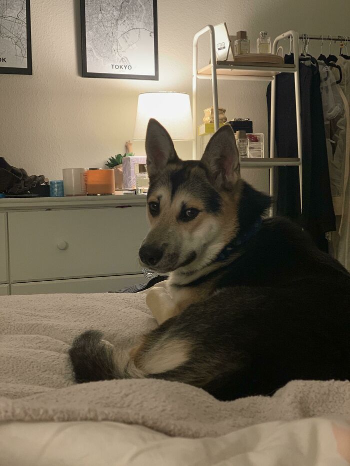 Este es Hank. Es un perro callejero que estoy cuidando. Durmió donde mi Husky solía dormir y me devolvió la misma mirada que tenía mi Husky, y creo que va a ser mío ahora