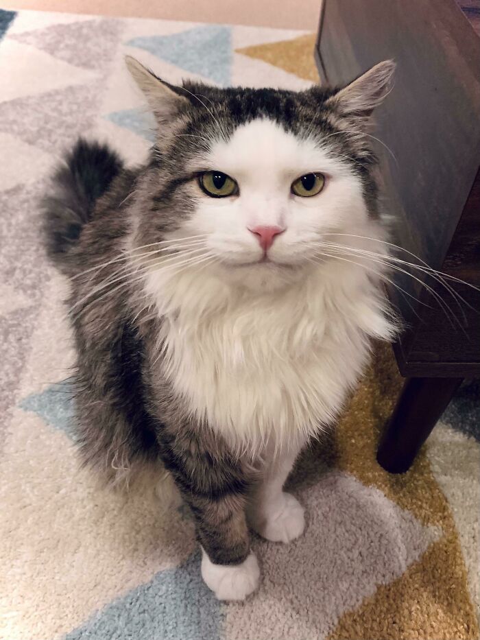 Este es Henry, el nuevo miembro de nuestra familia