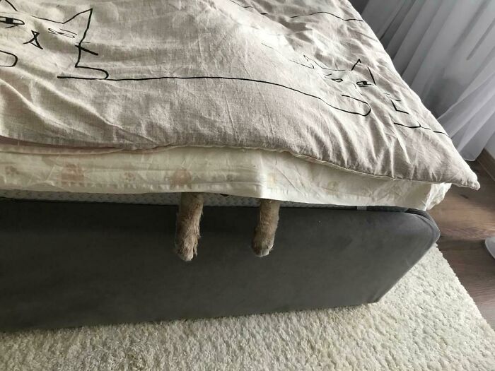 Cat Owners Share The Weirdest Places Their Cats End Up In (50 Pics)
