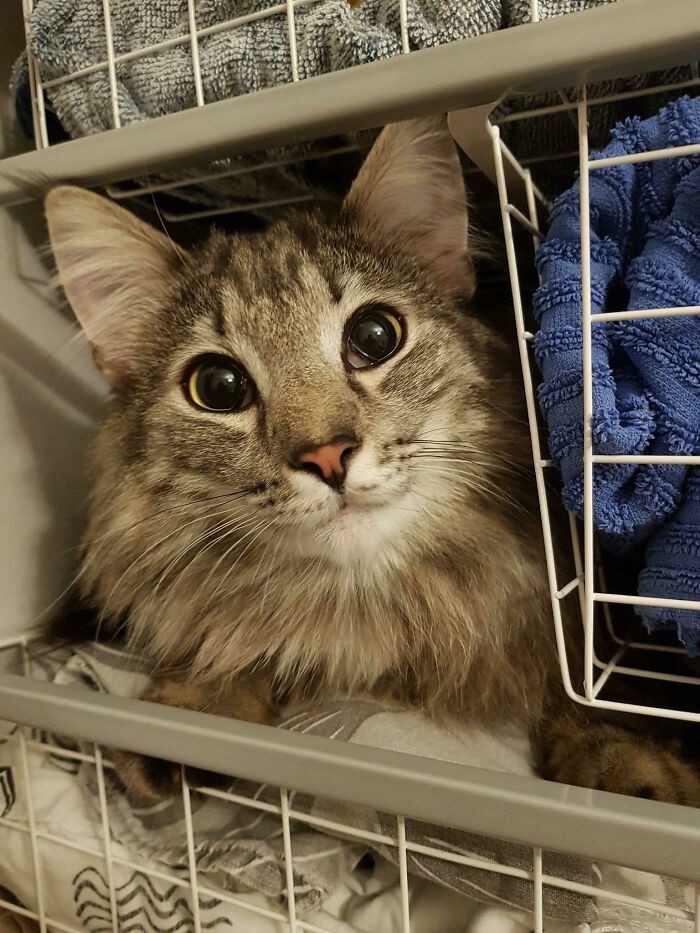 Cat Owners Share The Weirdest Places Their Cats End Up In (50 Pics)