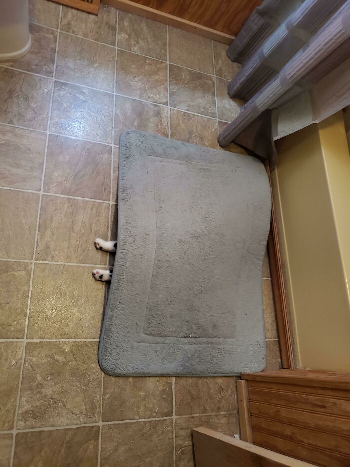 Cat Owners Share The Weirdest Places Their Cats End Up In (50 Pics)