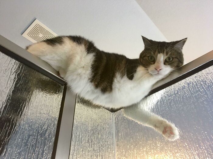 Cat Owners Share The Weirdest Places Their Cats End Up In (50 Pics)