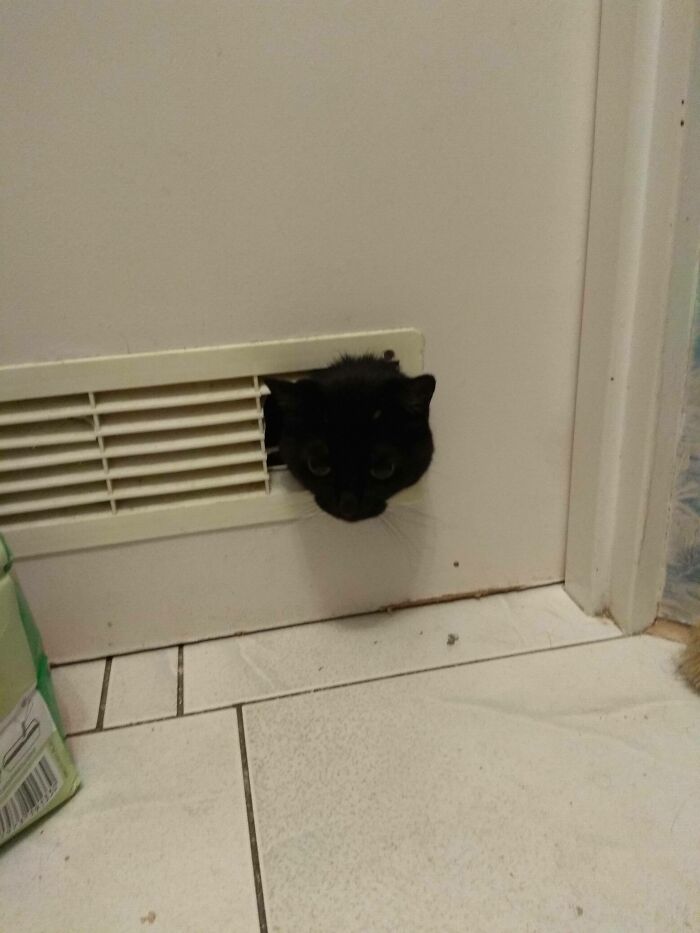 Cat Owners Share The Weirdest Places Their Cats End Up In (50 Pics)