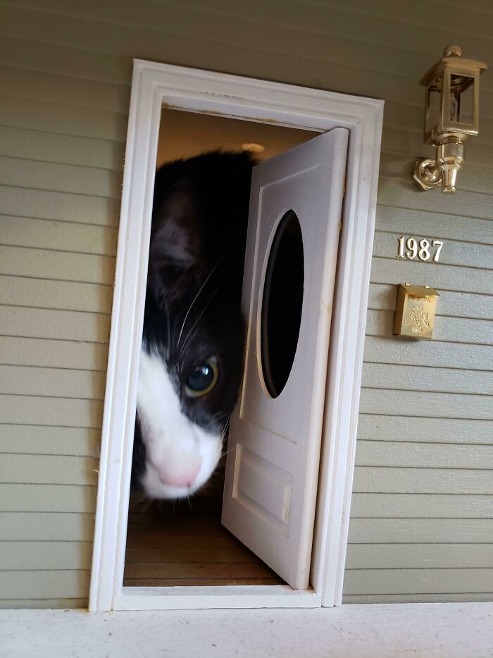 Cat Owners Share The Weirdest Places Their Cats End Up In (50 Pics)