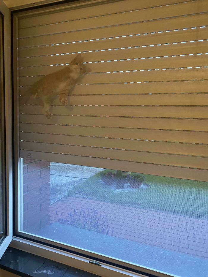 Cat Owners Share The Weirdest Places Their Cats End Up In (50 Pics)