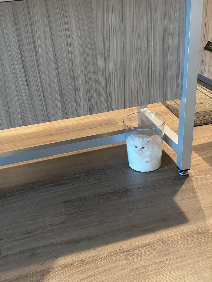 Cat Owners Share The Weirdest Places Their Cats End Up In (50 Pics)