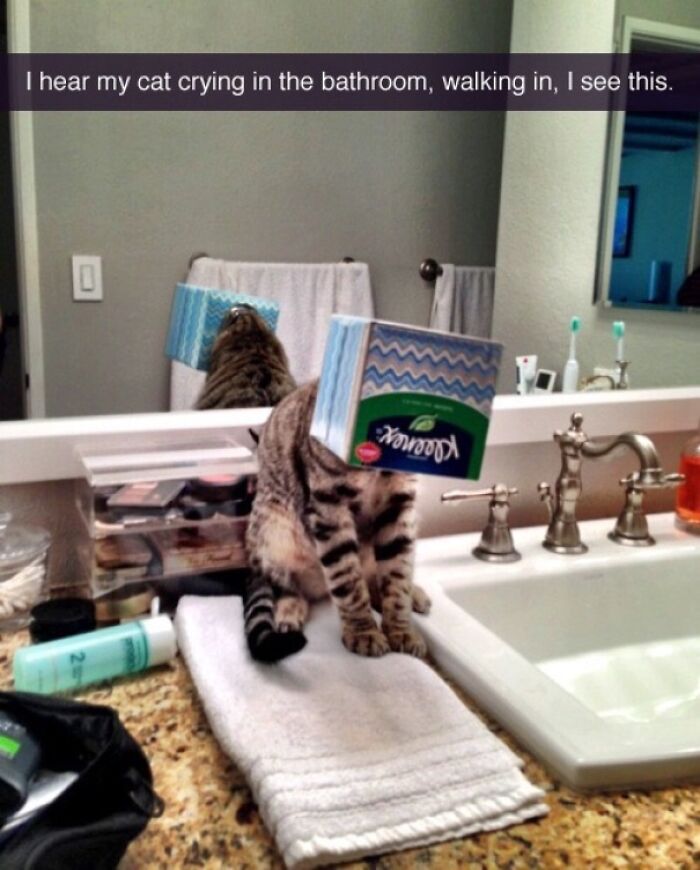 Cat Owners Share The Weirdest Places Their Cats End Up In (50 Pics)