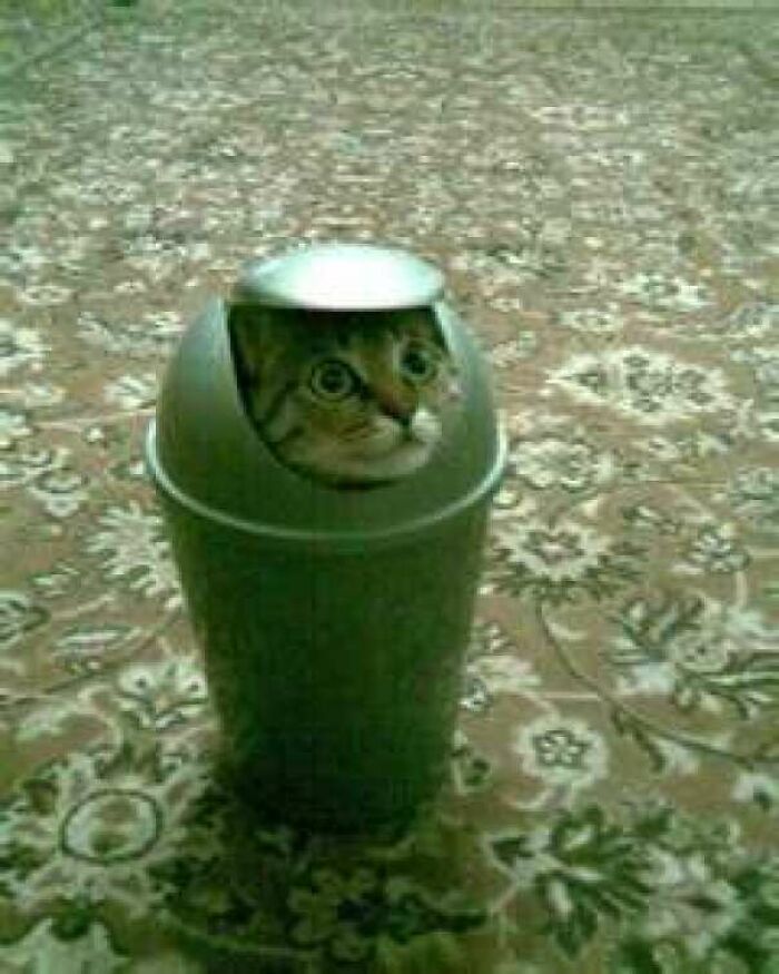 Cat Owners Share The Weirdest Places Their Cats End Up In (50 Pics)