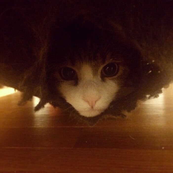 Cat Owners Share The Weirdest Places Their Cats End Up In (50 Pics)