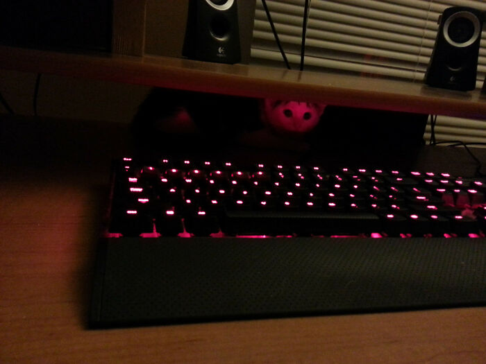 Cat Owners Share The Weirdest Places Their Cats End Up In (50 Pics)